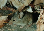 Allstate Animal Control photo mouse
